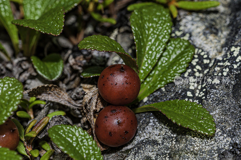 鹿角葡萄球菌属(Arctostaphylos rubra)是石南科和鹿角葡萄球菌属的一种开花植物。常见的名字包括红果熊果、高山熊果、北极熊果、红果曼扎尼塔和渡鸦莓。家庭杜鹃花科。州,阿拉斯加。